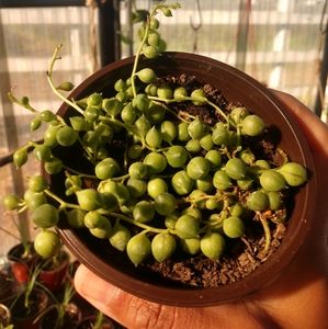 Plant string of pearls 🌱💚